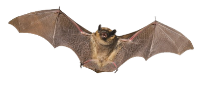 Bat Png