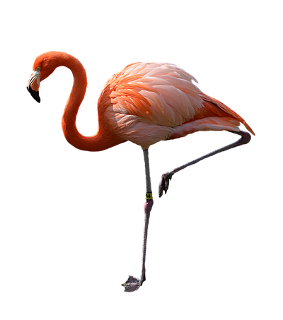 Flamingo Png Pic