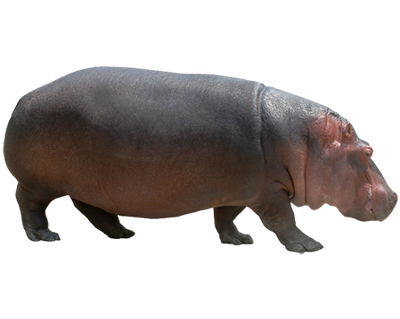 Hippopotamus Free Png Image