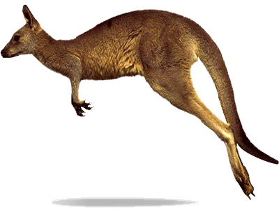 Kangaroo Png Clipart