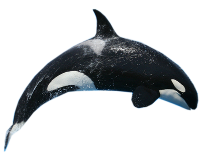 Killer Whale Free Download Png