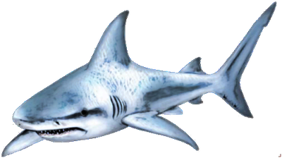 Shark Free Download Png