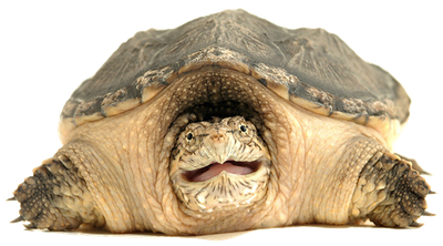 Snapping Turtle Png Clipart
