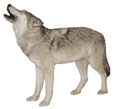 Black Wolf Png Image Picture Download