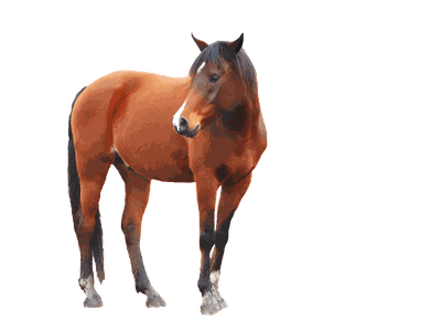 Horse Png Image