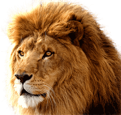 Lion Png Image Image Download Picture Lions