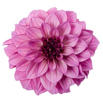 Dahlia Free Download Png