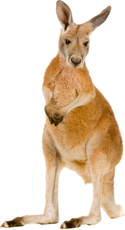 Kangaroo Free Png Image