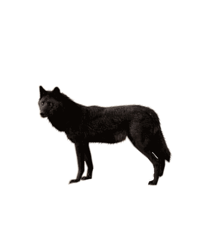 Wolf Png Image Picture Download