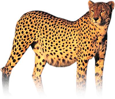 Cheetah Png Hd