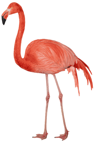 Flamingo Free Png Image