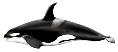 Killer Whale Png Pic