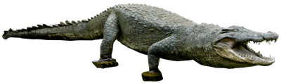 Crocodile Png Clipart