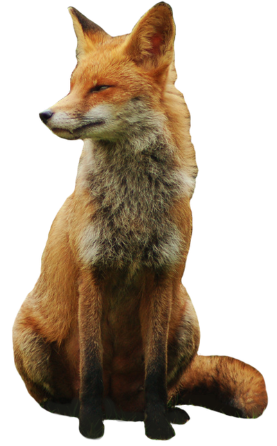 Fox Png 12