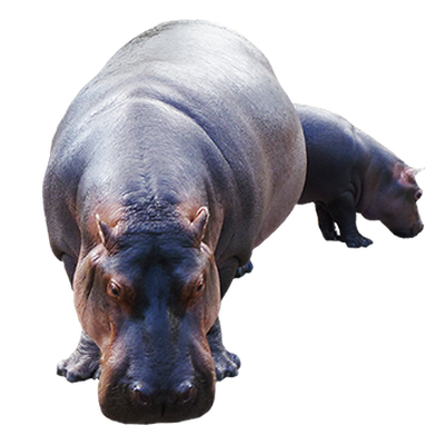 Hippopotamus Transparent