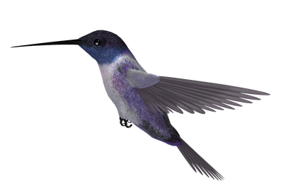 Hummingbird Png Picture