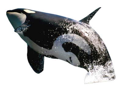 Killer Whale Free Png Image