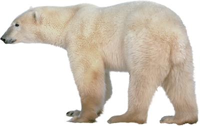 Polar Bear Transparent