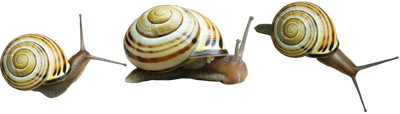 Snail Png Hd