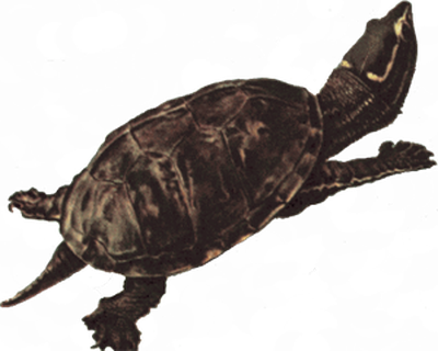 Snapping Turtle Png Picture