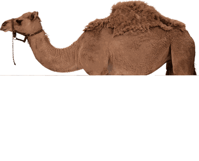 Camel Png Image