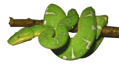Green Snake Photos