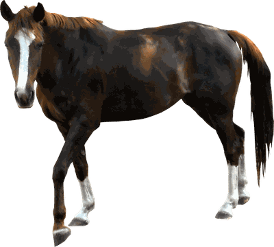 Horse Png Image Download Picture Transparent Background