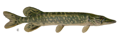 Real Fish Picture