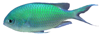 Ocean Fish Transparent