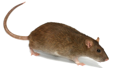 Rat Transparent Image