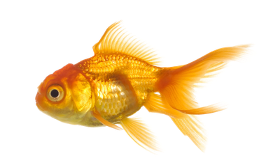 Real Fish Transparent Background