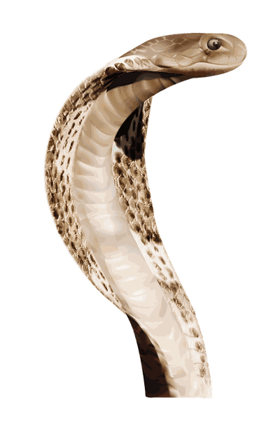 Snake Png Image Picture Download 