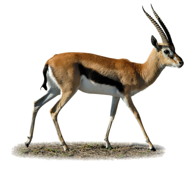 Gazelle Clipart