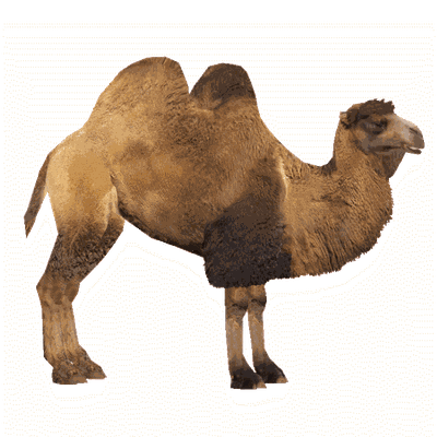 Camel File