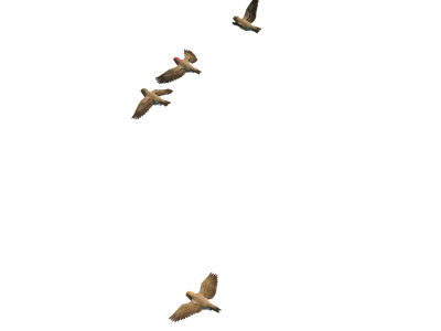 Flying Bird Transparent Image