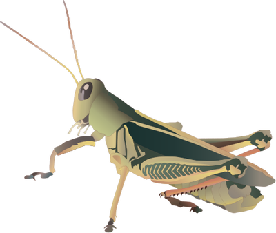 Grasshopper Picture