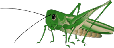 Grasshopper Transparent Background