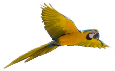Flying Bird Transparent Background