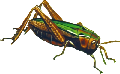 Grasshopper File