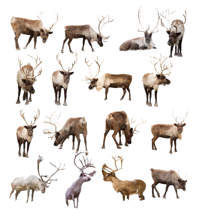 Reindeer Transparent Image