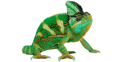 Chameleon Transparent Picture