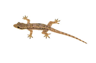 Lizard Transparent Image