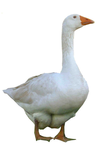 Goose Photo