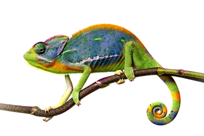 Chameleon File