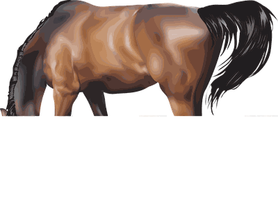 Brown Horse Png Image Download Picture Transparent Background