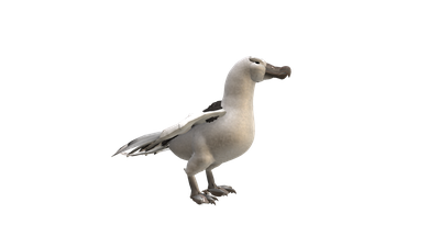 Albatross Hd