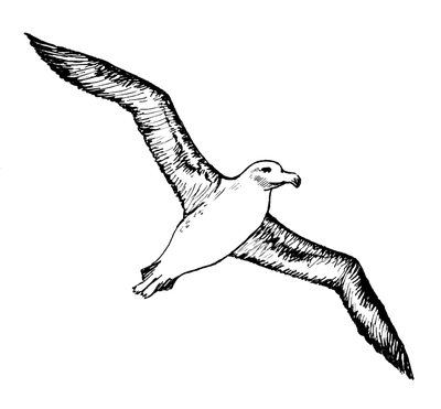 Albatross Image
