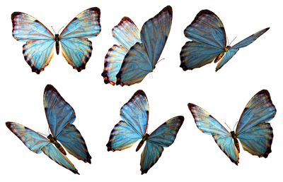 Butterfly Png 2