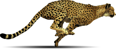 Cheetah Free Png Image