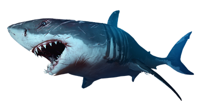 Shark Picture